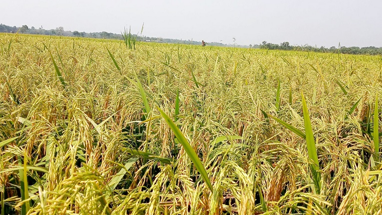 বোরোর উৎপাদন বাড়াতে ১৭০ কোটি টাকার প্রণোদনা