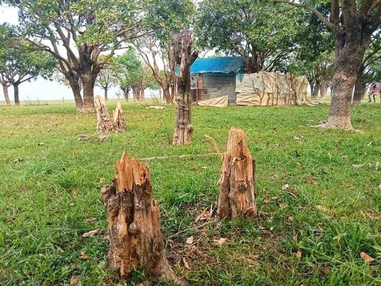 জামালগঞ্জে সরকারি ভূমির গাছ কেটে জায়গা দখল