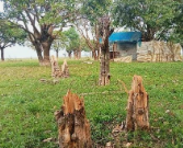 জামালগঞ্জে সরকারি ভূমির গাছ কেটে জায়গা দখল 