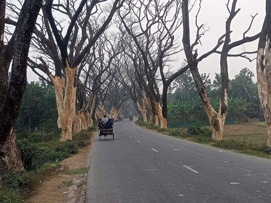সাতক্ষীরা-আশাশুনি সড়কের প্রায় শতাধিক ঝুঁকিপূর্ণ গাছে মৃত্যুঝুঁকিতে সাধারন মানুষ ও পথচারী 