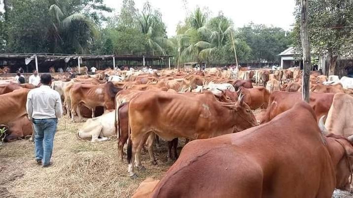 বান্দরবানের লামা - আলীকদম ও নাই/ছড়ির অবৈধ গরু কারবারি ও দালালদের খুটির জোর কোথায়? প্রতিবাদকারিদের নিয়মিত জনপ্রতিনিধিরা দিচ্ছে চাঁদাবাজি মামলার হুমকি । এদিকে বেপরোয়া চোরাকারবারি দুষ্ট চক্র। 