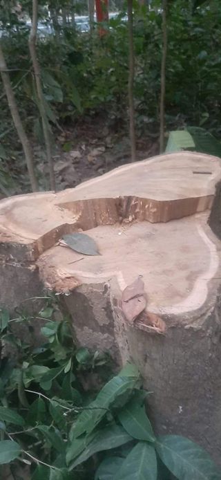 কক্সবাজার চকরিয়া উপজেলার ফাসিয়াখালীতে রাতের অন্ধকারে বন উজাড়