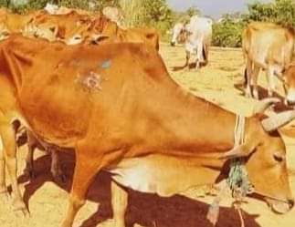 আলীকদমে আবারো প্রায় দুই কোটি টাকার বিদেশী গরু আটক। 