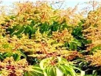 শেরপুরে বসন্তের আগমনে গাছে গাছে শোভা পাচ্ছে আমের মুকুল । 
