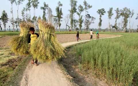 ধামরাইে সরিষার ফলন বহুগুন বেড়েছে। 