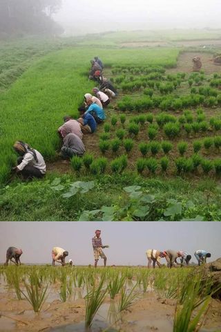 ব্যস্ত সময় পার করছে ধামরাইয়ের কৃষকেরা