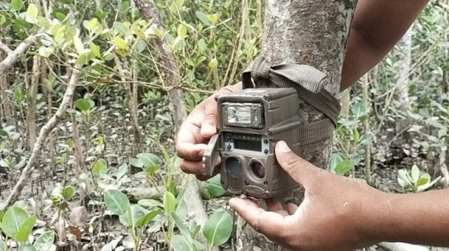 সুন্দরবনে সাতক্ষীরা রেঞ্জে বসানো বাঘ গননার ৮টি ক্যামেরা চুরি