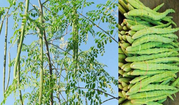 কুষ্টিয়ায় সজিনার বাম্পার ফলন