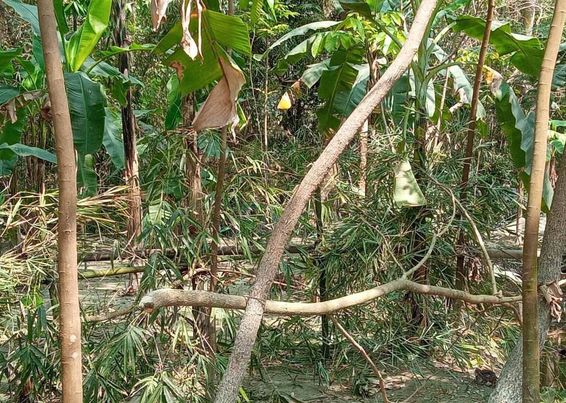 আমতলীতে চলাচলের রাস্তায় বাঁশের বেড়া তিন পরিবার ঘরবন্দী