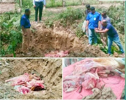 লামায় পাগলা কুকুরের কামড়ে অসুস্থ গরুর মাংস জব্দ। 