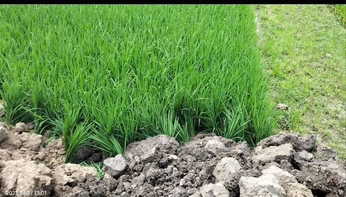 শার্শায় মাটি ফেলে ফসলী জমি নষ্টের অভিযোগ 