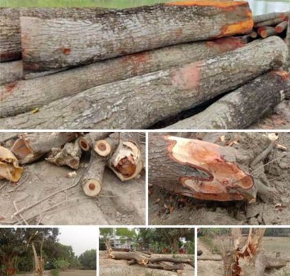 কুমারখালীতে সাবেক আওয়ামী লীগের এক নেতার বিরুদ্ধে পাউবোর গাছ কাটার অভিযোগ ও মামলার প্রস্তুতি