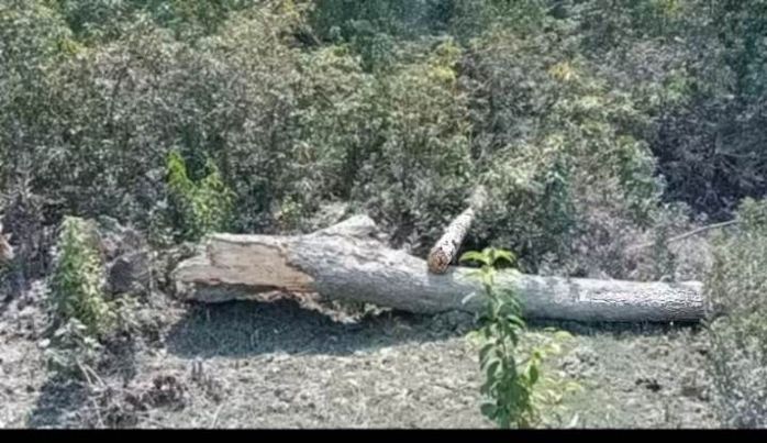 রাঙ্গাবালীতে সরকারি গাছ কেটে বন উজার করল কবির গাজী 