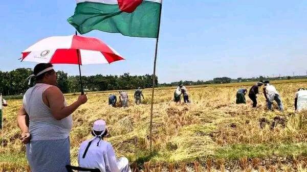 বীর মুক্তিযোদ্ধার ধান কেঠে ঘরে তুলে দিলেন যুবলীগ নেতা। 