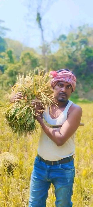 কেন্দ্রীয় ছাত্রলীগের সদ্য সাবেক নেতা কবি আরিফের উদ্যোগে ধান কাটা কর্মসূচি।
