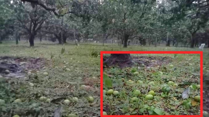 বৈশাখের চোখ রাঙানিতে যশোরের শার্শায় আম চাষিদের ব্যাপক ক্ষতি 
