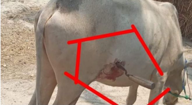 সাতক্ষীরা শ্যামনগরে পেটে কাঁচি ঢুকিয়ে গবাদীপশু হত্যার চেষ্টায় ক্ষতি পুরন পেলো ভুক্তভোগী নারী। 