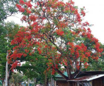 লামায় বৈশাখে কৃষ্ণছুড়া ফুলের সৈান্দর্য মুগ্ধতা ভরপুর।