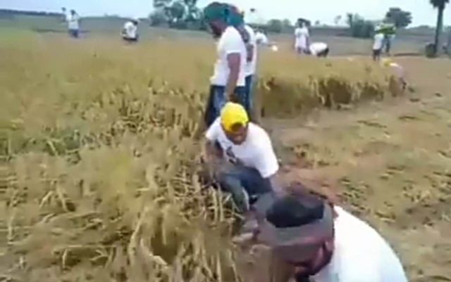 ঝিনাইদহে স্বেচ্ছাসেবক লীগের উদ্যোগে চলছে প্রান্তিক কৃষকের ধান কাটা