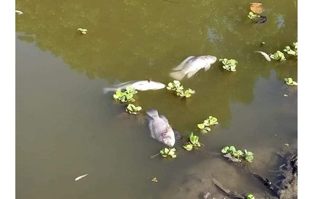 মাদারীপুরের ডাসারের পুকুরে বিষ দিয়ে চাষের মাছ নিধনের অভিযোগ