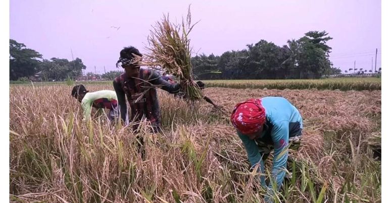 মাদারীপুরে ঘূর্ণিঝড় ‘মোখা’র ভয়ে আধা-পাকা ধান কেটে ফেলছেন কৃষকরা 