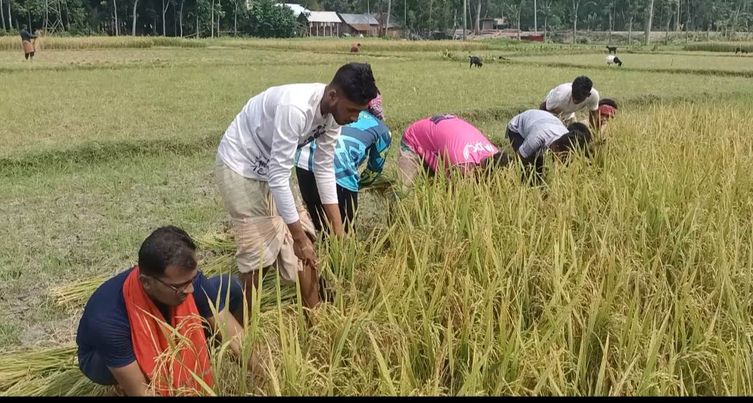 লোহাগড়ায় দরিদ্র কৃষকের ধান কেটে মাড়াই করে দিলেন উপজেলা ও পৌর ছাত্রলীগ নেতা কর্মীরা। 