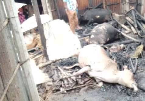 গোয়াল ঘরে আগুন গরু ছাগল মুরগী পুড়ে ছাই 