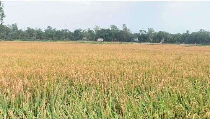 ধামরাইয়ে ইটভাটার বিষক্ত ধুয়ায় প্রায় ৫০০ বিঘা জমির ধান পুরে গেছে
