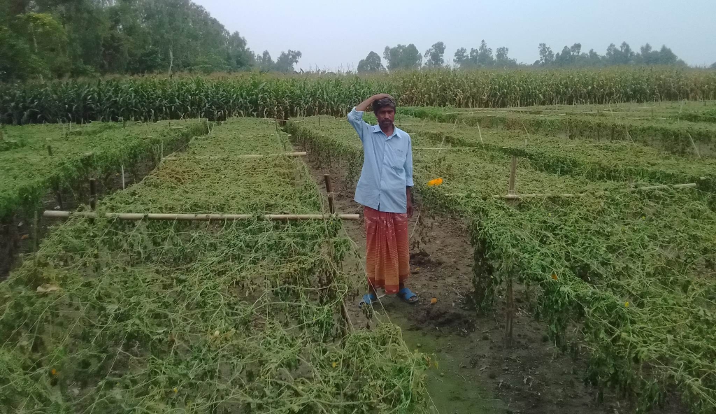 বালা পাড়ায় রাতের আঁধারে করলা ক্ষেত নষ্ট করলেন দুর্বৃত্তরা।