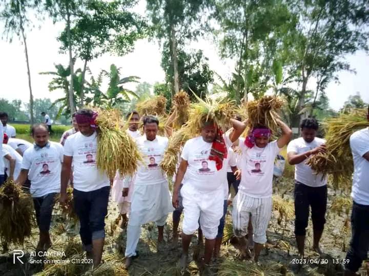 কৃষকের ধান কেটে দিলেন সেচ্ছা সেবক লীগের উজ্জ্বল নহ্মএ ম.আব্দুর রাজ্জাক। 