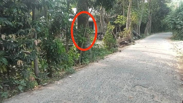 নড়াগাতীতে অনুমতি ছাড়া সরকারী গাছ কাটার অভিযোগ