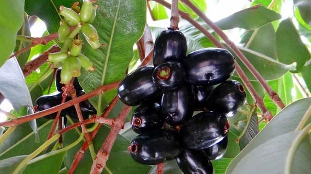 জামে আছে যত গুনাগুণ