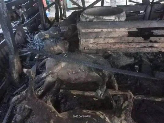 উফলে গোয়াল ঘরে দুর্বৃত্তদের আগুন, ৬ টি গরু পুড়ে শেষ 