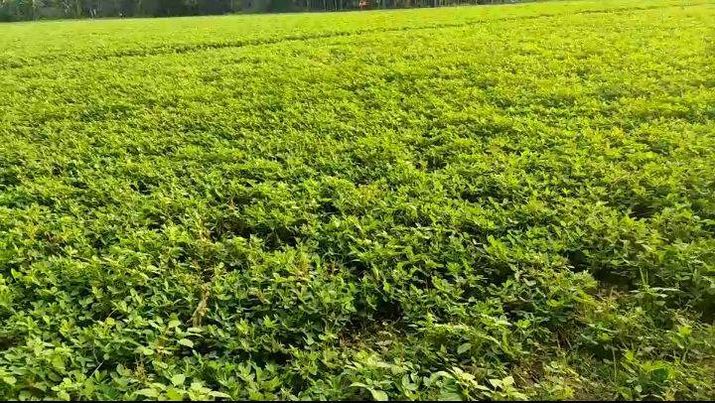 দেবীগঞ্জে বাদামের বাম্পার ফলন হয়েছে কৃষকের মনে আনন্দ