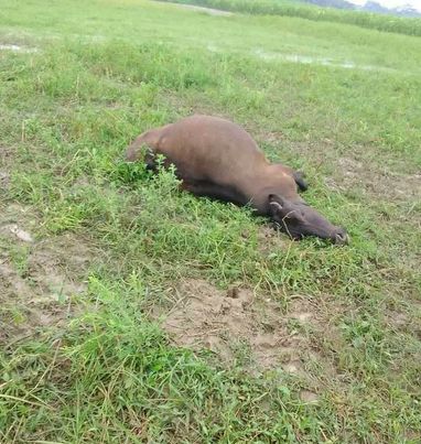 মাদারীপুরে বজ্রপাতে ২ গবাদিপশুর মৃত্যু, কৃষক পরিবারে কান্নার রোল 