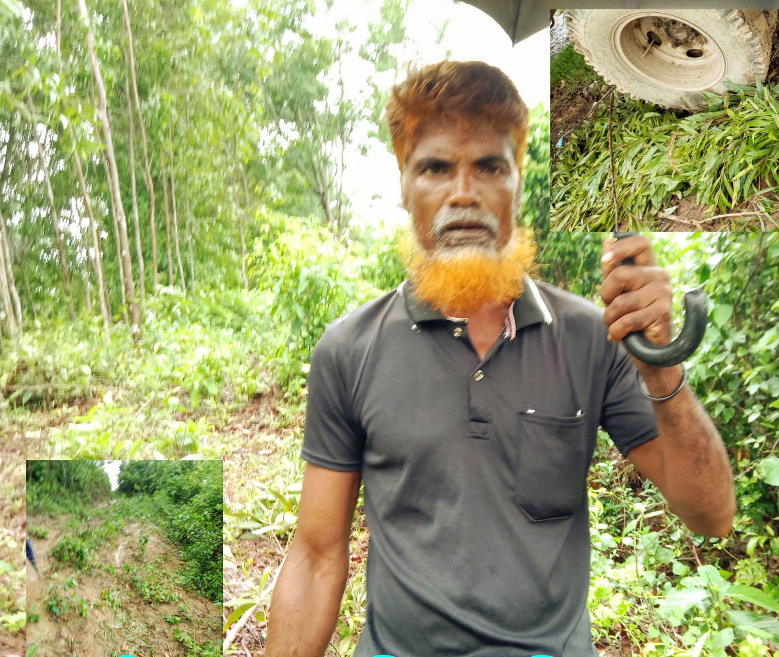 লামার ধুইল্যাপাড়ায় এক অসহায় পরিবারের দুইশত গাছ কেটে নেওয়ার অভিযোগ।