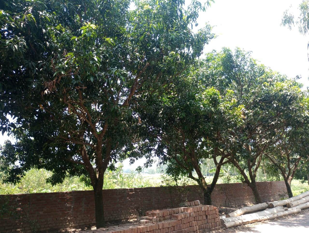 নওগাঁর মান্দায় জোর পূর্বক আম নামানোকে কেন্দ্র করে থানায় অভিযোগ।