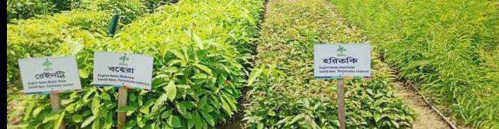 বান্দরবানের লামায় সবুজায়নে, 