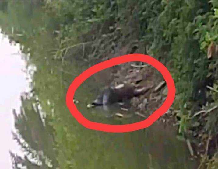 কুষ্টিয়ায় অজ্ঞাত  ব্যক্তির অর্ধগলিত লাশ উদ্ধার