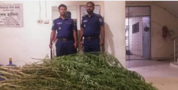 কুষ্টিয়ায় পুলিশের অভিযানে ৩২ টি গাঁজার গাছ উদ্ধার