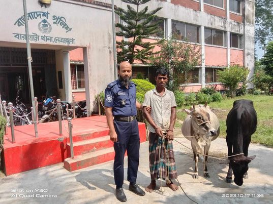 নেত্রকোনার বারহাট্টায় পুলিশের অভিযান ২টি গরুসহ এক চোর আটক