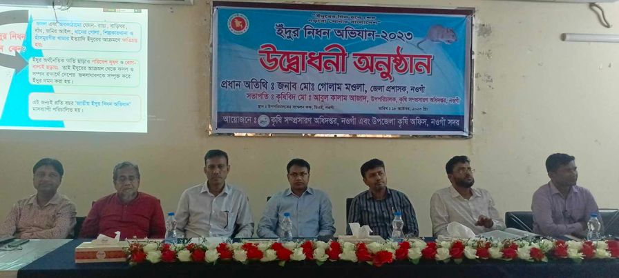 নওগাঁয় ইঁদুর নিধন অভিযান শুরু হয়েছে।