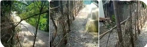 ক্ষুধার জ্বালায় মৃত্যুর মুখোমুখি হয়ে দিন গুনছে মেমানিয়া ইউনিয়নের অসহায় একটি পরিবার দেখার মত কেউ নেই।