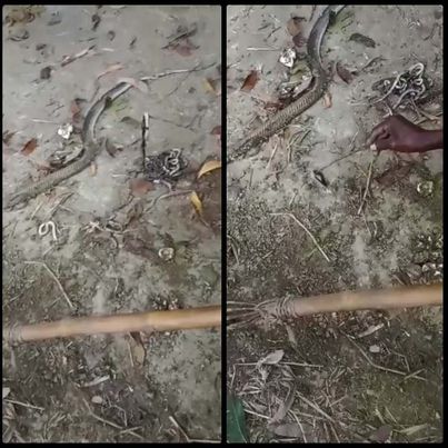 বিষধর সাপ ১৮টি বাচ্চা নিয়ে মারা পারলো মানুষের হাতে। 