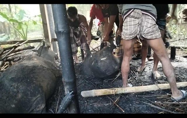 নড়াইলের লোহাগড়ায় গোয়াল ঘরে আগুনে দুইটি গরু পুড়ে (2) লক্ষ টাকার ক্ষতি 