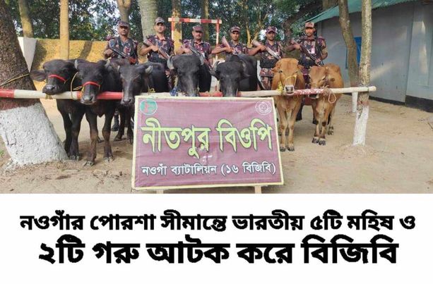 পোরশা সীমান্তে ভারতীয় ৫টি মহিষ ও ২টি গরু আটক