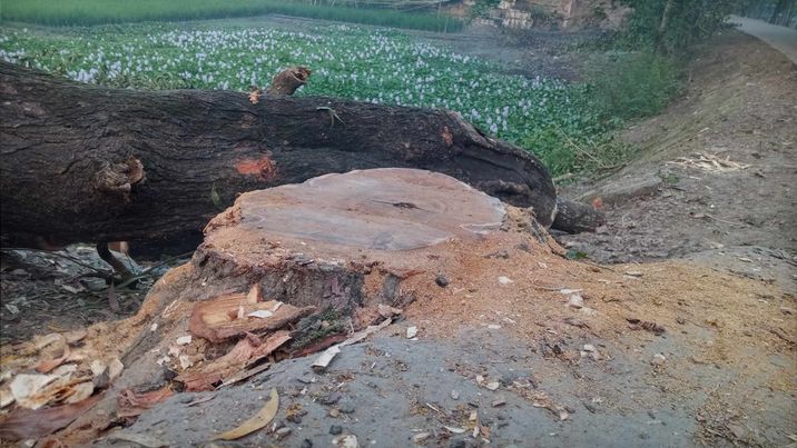 বন বিভাগের অনুমতি ব্যতিরেকে ঠিকাদার কর্তৃক সরকারি গাছ কর্তন। 