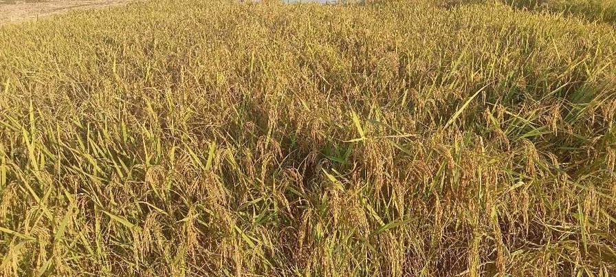 হরিপুর, মাঠে মাঠে দোল খাচ্ছে কৃষকের সোনালী স্বপ্ন 