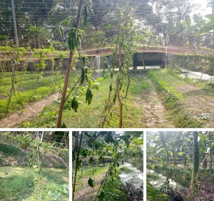 এ কেমন শত্রুতা, রাতের আধাঁরে দুর্বৃত্ত কর্তৃক করলা গাছ কর্তন! 
