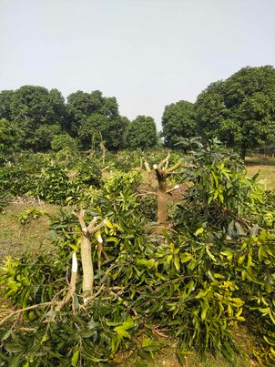সাপাহারে আম ও চারা গাছ কর্তনের অভিযোগ